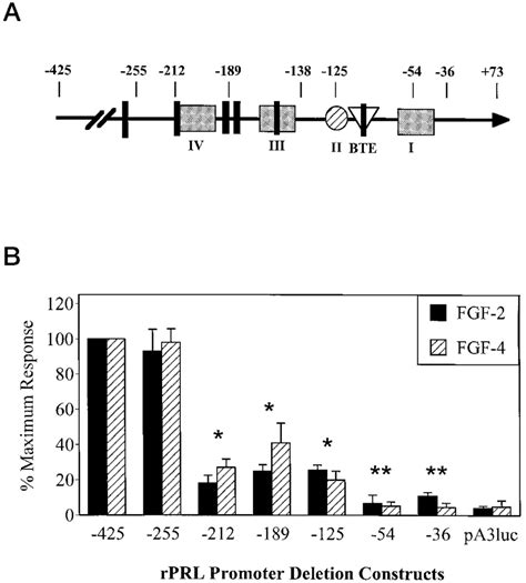 Mapping Of The Fgf Response Elements Of The Proximal Rprl Promoter A Download Scientific