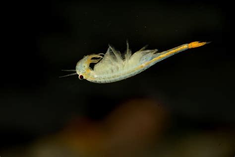 Fairy Shrimp Splash