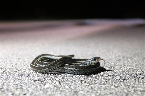 Eastern garter snake : r/herpetology