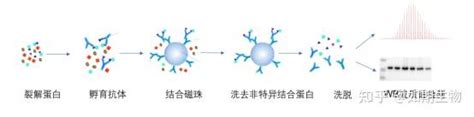 免疫共沉淀coip试剂盒 知乎