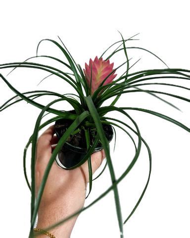 Tillandsia Cyanea 'Anita' – Végétal Design Qc
