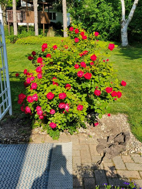 Oso Easy Double Red® Rose For Sale |Proven Winners – Great Garden Plants