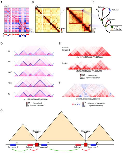 Principles Of Topologically Associating Domains A A Correlation