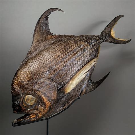 Sickle Pomfret Taxidermy Full Body Mount Taractichthys Steindachneri