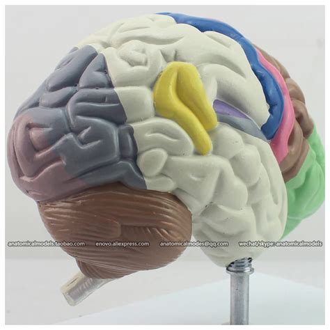 12407 Anatomy Human Functional Colored Brain Model Medical Science