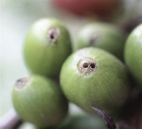 Control De La Broca Del Café Blog Cambiagro