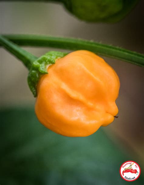 Aji Mango – Fatalii Seeds