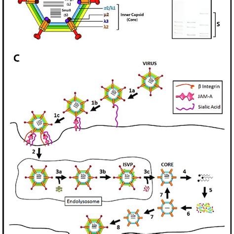 Reovirus Structure And Replication A Reovirus Outer Capsid And Inner