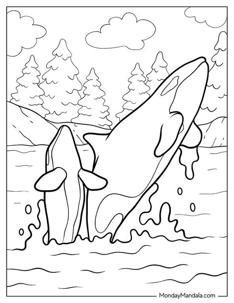 Orca Whale Pictures To Color