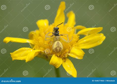 Foto Seletiva De Uma Abelha Sentada Sobre Uma Flor Amarela Fundo