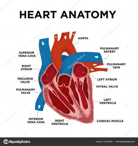 Heart Anatomy Diagram Human Heart Structure Labelled Heart Half Doodle