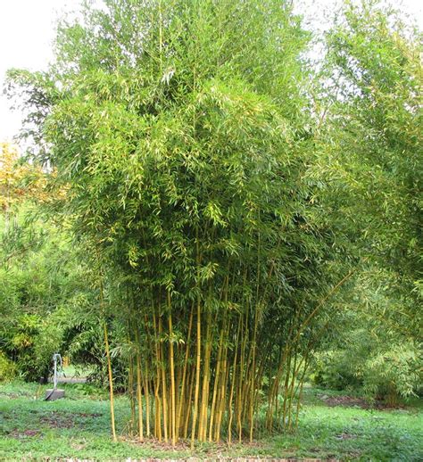 Phyllostachys Aureosulcata Spectabilis Bamboo Seeds Outdoor Plants