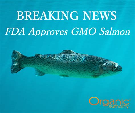 fda approves gmo salmon   wont   youre buying