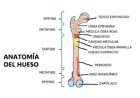 Anatomia Del Hueso Camila Silva Udocz