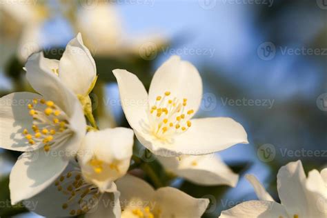 blooming jasmine flowers 9512092 Stock Photo at Vecteezy