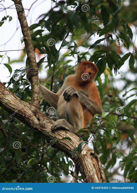 Proboscis Monkey stock image. Image of monkey, borneo - 44476453