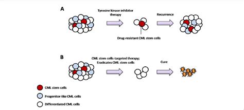 Cml Stem Cells Are Resistant To Bcr Abl Kinase Inhibitor Imatinib A