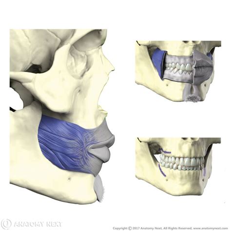 buccinator encyclopedia anatomyapp learn anatomy  models