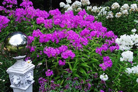 Floks Wiechowaty Amethyst Phlox Paniculata Albamar