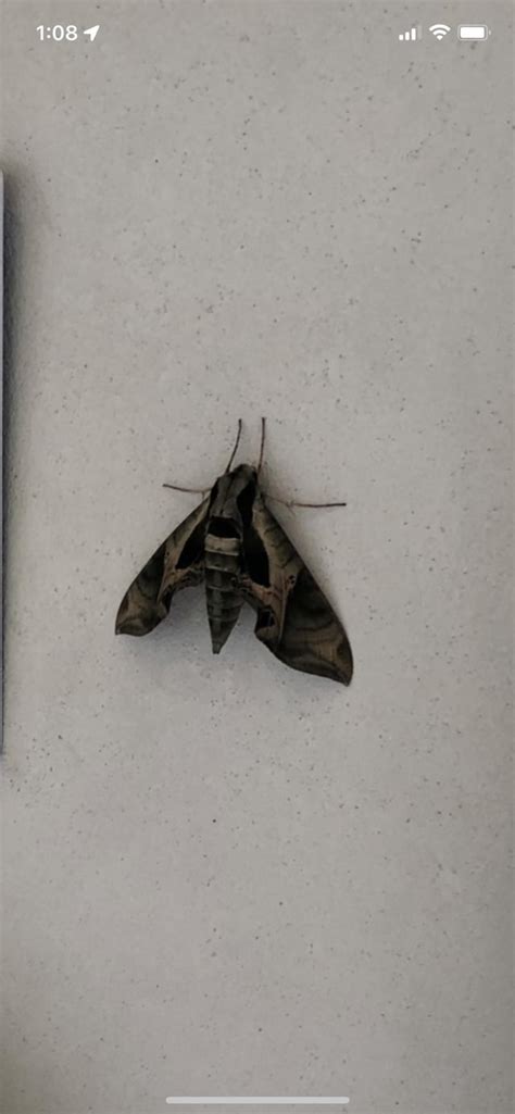 Does anyone know what this giant moth is? : r/insects