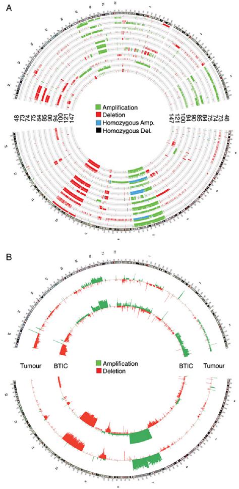 Circos Plots Of Copy Number Variations In Brain Tumor Initiating Cells