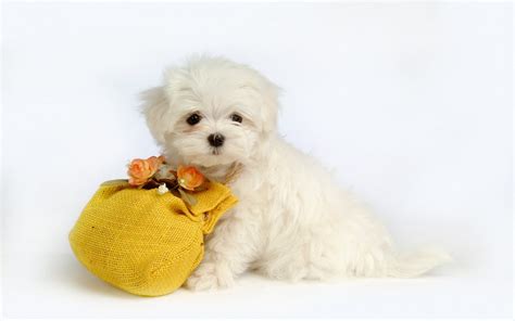 Cute Halloween Dogs Wallpapers - Wallpaper Cave