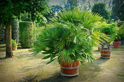 How to plant palm trees in pots