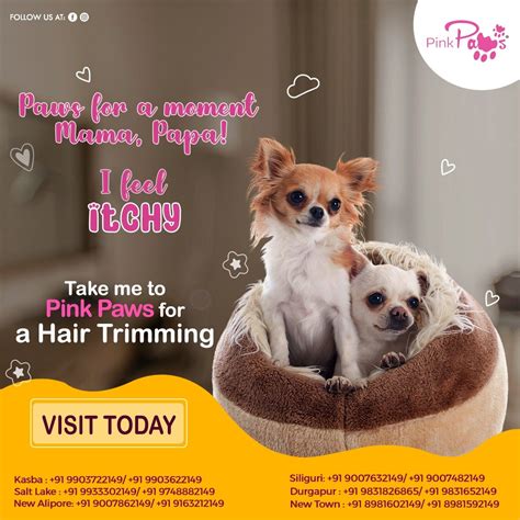 The Importance Of Regular Dog Grooming Unveiling The Power Of Proper