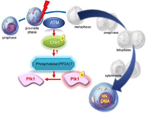 Plk1 And Dna Damage Response In Mitosis Download Scientific Diagram