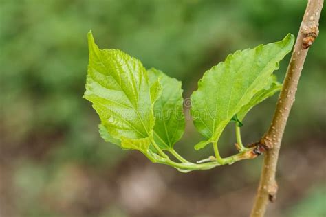 Mulberry Tree Leaves Sprouting From Buds Stock Image Image Of Botany