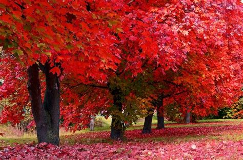 Bomen Met Rood Blad