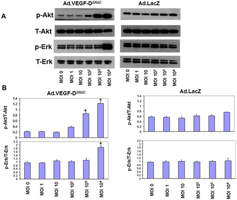 Representative Western Blots Showing An Upregulation In P Akt And P Erk