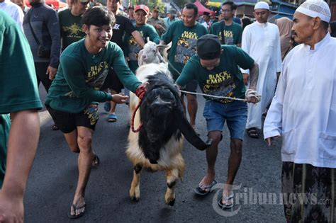 Tradisi Arak Arakan Hewan Kurban Foto Tribunnews