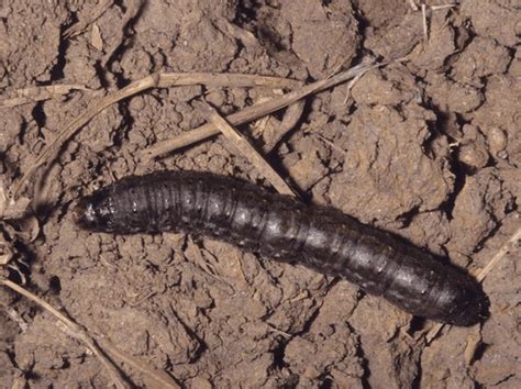 Black Caterpillars: An Identification Guide to Common Species - Owlcation - Education