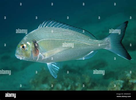 Gilthead Seabream Sparus Auratus Lion De Mer Dive Site Saint