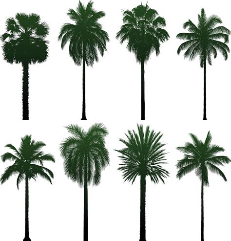 Incredibly Detailed Palm Trees Digital Art By Leontura