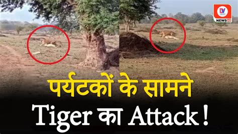 Satpura Tiger Reserve News Tourists के सामने Tiger ने किया गाय का शिकार Narmadapuram Mp