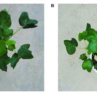 The Three Dimensional Data Cube Of A Cotton Leaf Hyperspectral Image