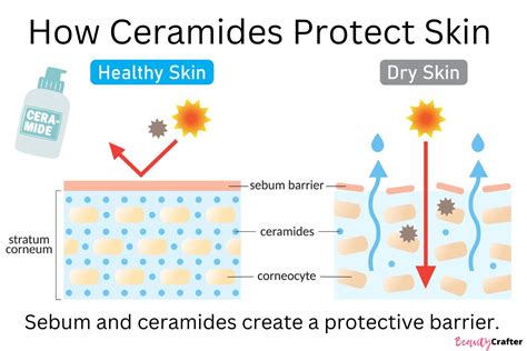 Ceramides for Skin Care - Beauty Crafter