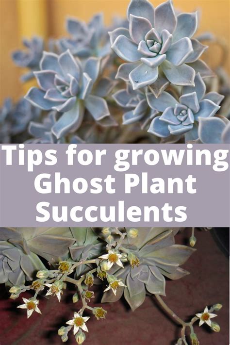 Tips For Growing Ghost Plant Succulents Ghost Plant Succulents