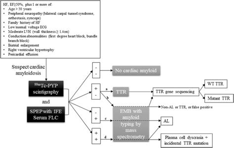 Diagnostic Algorithm For Cardiac Amyloidosis Identification In Hfpef