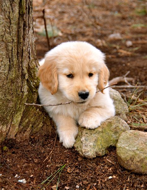 Golden Retriever Welpen