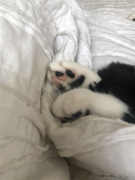 My Cat Has A Bicolored Toe Bean Rmildlyinteresting