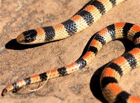 Western Ground Snake Facts And Pictures