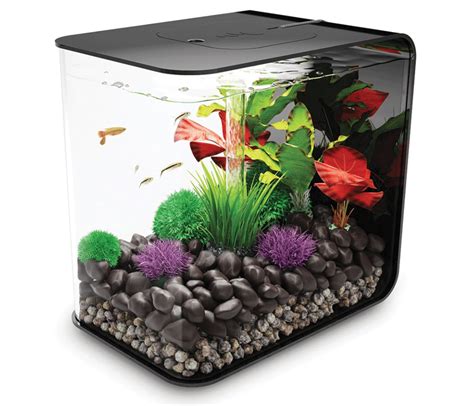 7+ Best Small Aquarium Catfish [2025 Reviewed] | IBMK