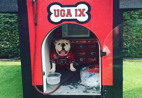 Uga X ("Que") Live Mascot, Georgia Fans, University Of Georgia, Uga, English Bulldogs, Georgia ...