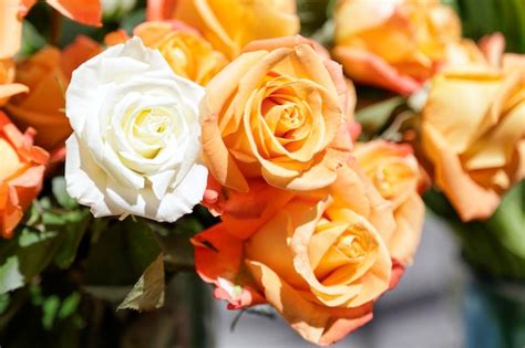 Premium Photo | Bouquet of beautiful orange and white roses