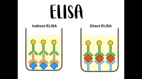 Topic 2 Monoclonal Antibodies And Elisa Test Aqa A Level Biology Youtube