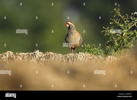 Red Legged Partridge Alectoris Rufa Standing On Straw Bale Norfolk Uk