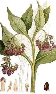 Comfrey Beinwell Consuelda Symphytum Officinale Der Echte